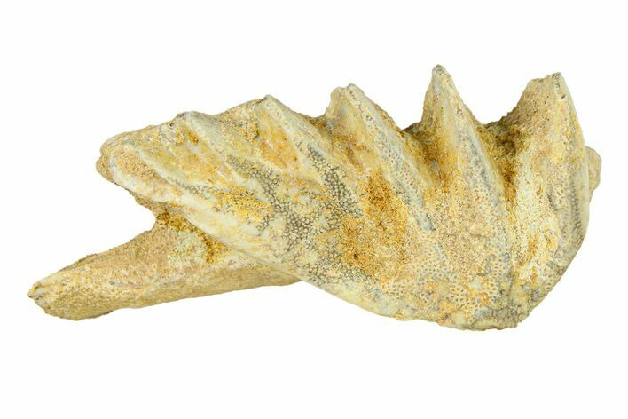 Cretaceous Lungfish (Ceratodus) Tooth Plate - Morocco #294022